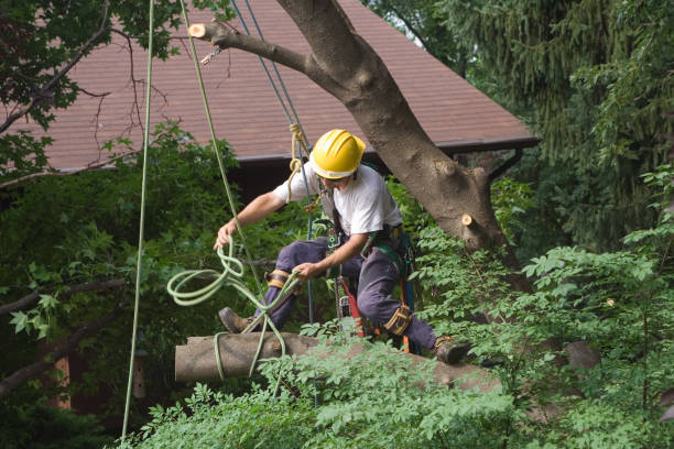 Calimesa, CA Tree Care Company