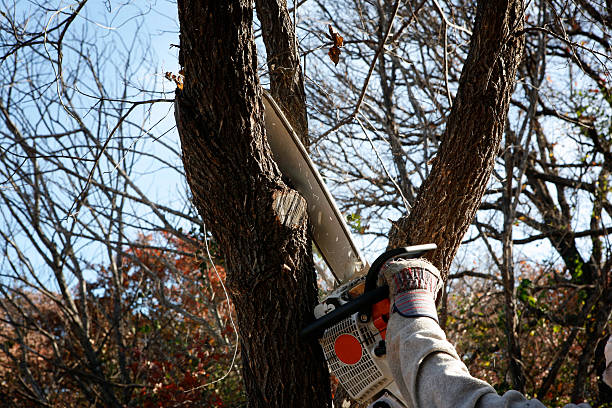 Best Tree Cabling and Bracing  in Limesa, CA